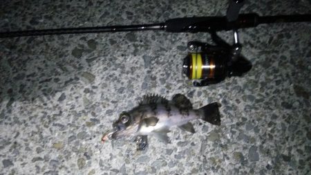 泉南プラッキングランガン!!