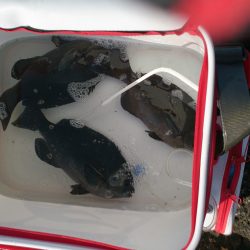 勝浦でフカセ釣り　エサトリ乱舞してました