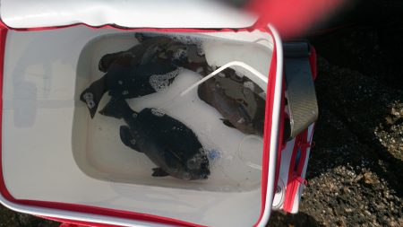 勝浦でフカセ釣り　エサトリ乱舞してました