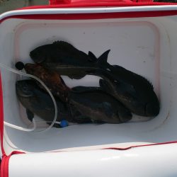 渡船利用も中途半端な釣果でした。