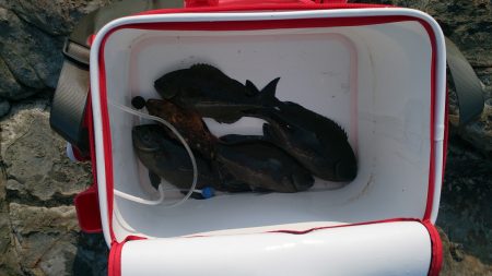 渡船利用も中途半端な釣果でした。