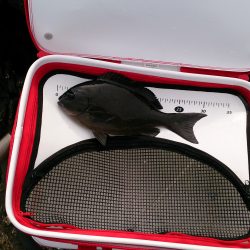 勝浦で、撃沈。寒のグレは終わりですか？