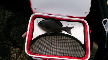 勝浦で、撃沈。寒のグレは終わりですか？