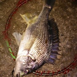 武庫川河口　やっと今年初キビレ