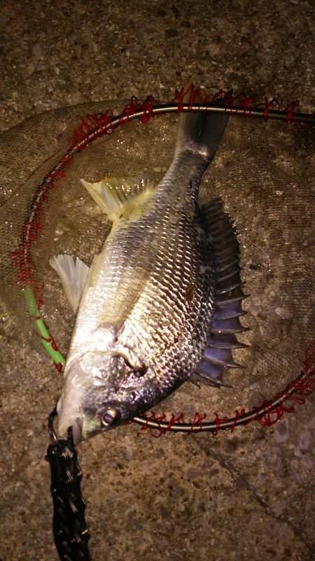 武庫川河口　やっと今年初キビレ