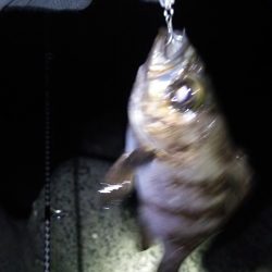 佐野漁港　久しぶりのプラグゲーム