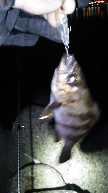 佐野漁港　久しぶりのプラグゲーム