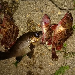 久しぶりのメバル君