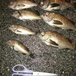 助松埠頭　小雨 降るなか 頑張りました