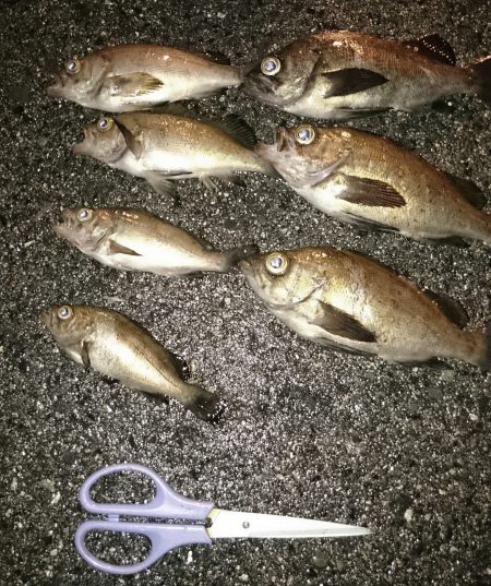 助松埠頭　小雨 降るなか 頑張りました