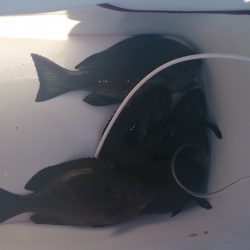 今シーズンの寒グレラスト釣行です。