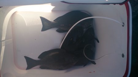 今シーズンの寒グレラスト釣行です。