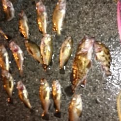 助松埠頭でのメバリングハ暖かい夜でした