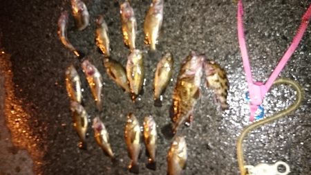 助松埠頭でのメバリングハ暖かい夜でした