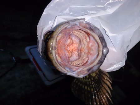 五色の浜でデガッシー