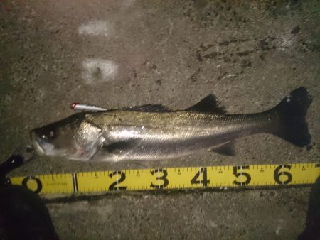 二週間ぶりに・・・