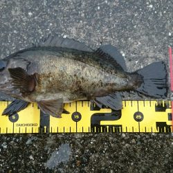 垂水一文字メバル釣果