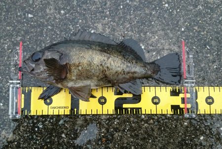 垂水一文字メバル釣果