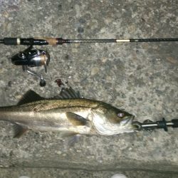 バチパターンシーバス