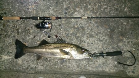 バチパターンシーバス