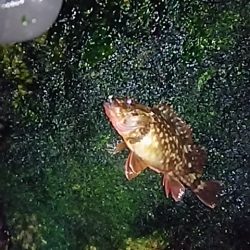 メバルの活性がやっと上がってきたようです！