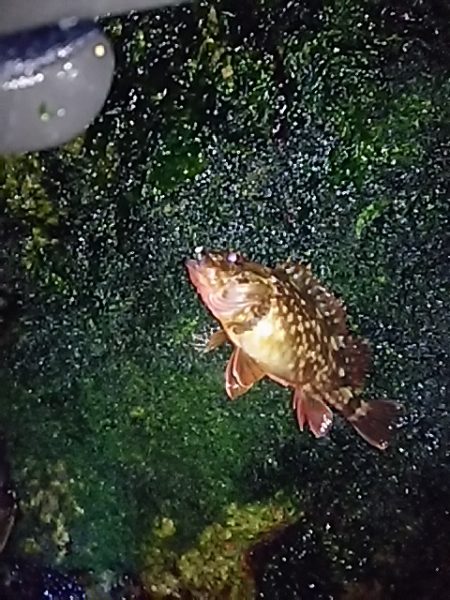 メバルの活性がやっと上がってきたようです！