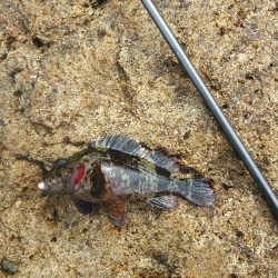 小島漁港　ワームで穴釣りからのメバリングでヤリイカ