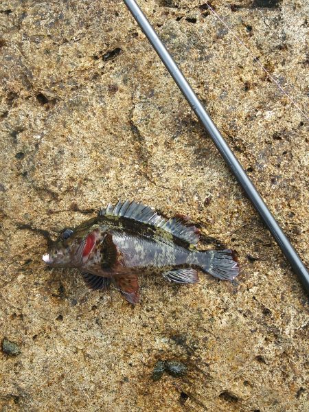 小島漁港　ワームで穴釣りからのメバリングでヤリイカ