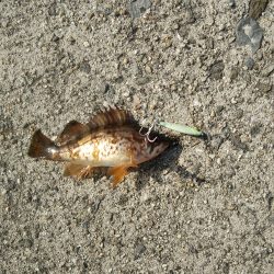 小島漁港でライトゲーム