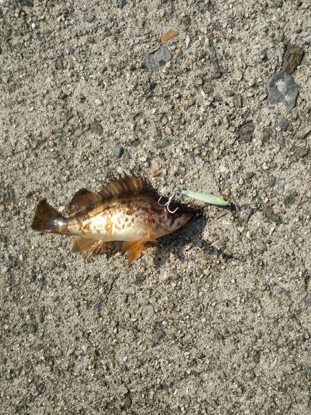 小島漁港でライトゲーム