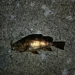 まだ春になって無かったのか…