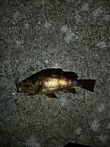 まだ春になって無かったのか…