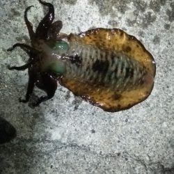 串本港で本気ヤエン。アオリ撃沈