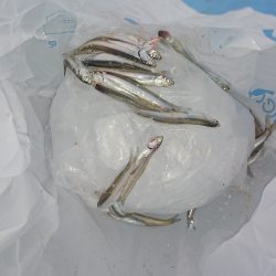 田ノ浦漁港　初心に帰ってサビキ釣り