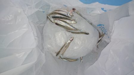 田ノ浦漁港　初心に帰ってサビキ釣り