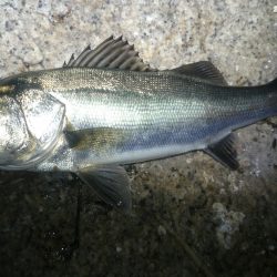 本荘人工島　メバルのはずが(^_^;)