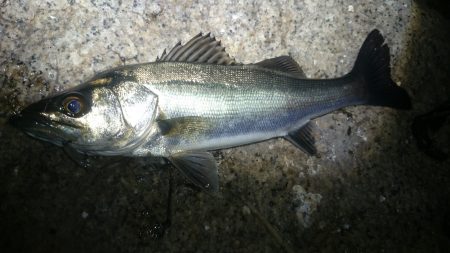 本荘人工島　メバルのはずが(^_^;)