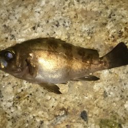 激渋メバリング(>_<)