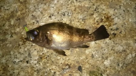 激渋メバリング(>_<)