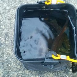 2015年　First　Fish　出ました！