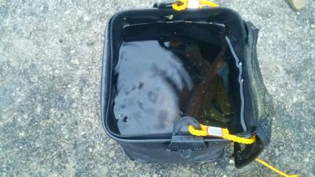 2015年　First　Fish　出ました！