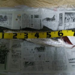 天橋立　久しぶりのランカーシーバス