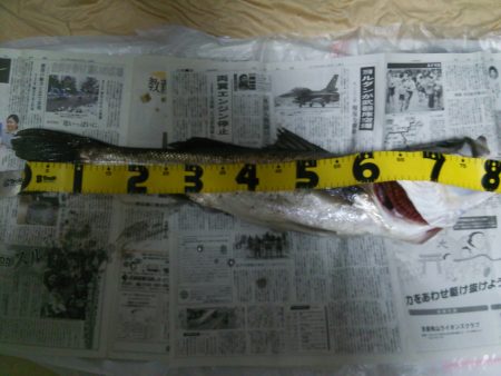 天橋立　久しぶりのランカーシーバス