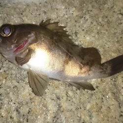 東二見人工島メバリング