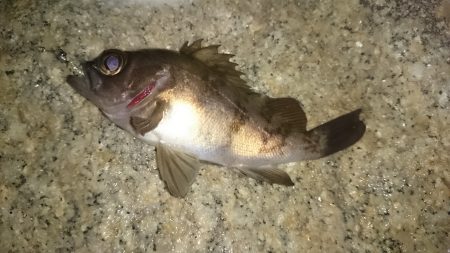 東二見人工島メバリング