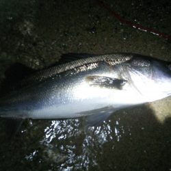 天橋立　今シーズン初シーバス