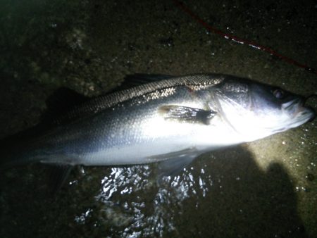 天橋立　今シーズン初シーバス