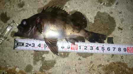 プラグに高反応(^.^)