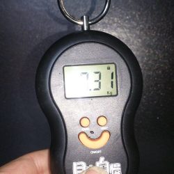 串本　今年初アオリイカ