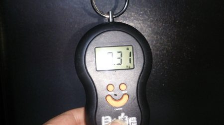 串本　今年初アオリイカ